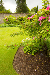 Fototapeta na wymiar Pink roses bush in blossom
