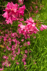 Pink Rhododendron flowers over the grass