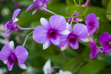 Orchid flowers in Thailand
