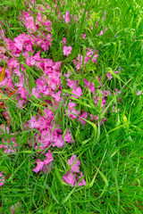 Pink Rhododendron flowers over the grass