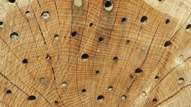wild bees flying in front of insect hotel in springt time. male Osmia bicornis