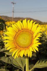 Beautiful landscape sunflower in garden with soft focus clouds blue sky background..