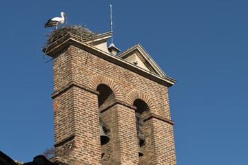 Leon (Spain): stork in the nest