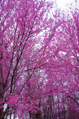 Beautiful cherry blossom sakura in spring time.
