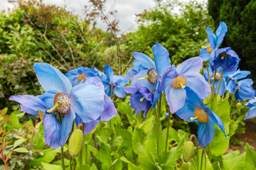 Meconopsis, Lingholm, blue poppies in the garden - 144299311