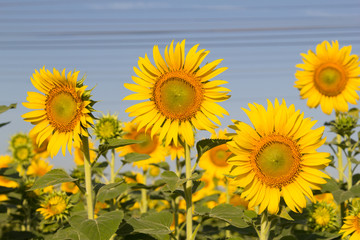 Beautiful landscape sunflower in garden with soft focus clouds blue sky background..