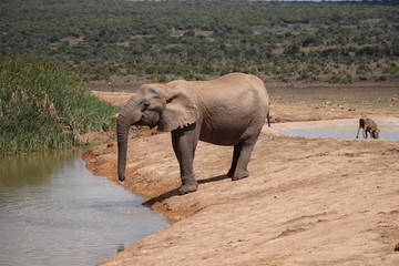 Drinking elephant
