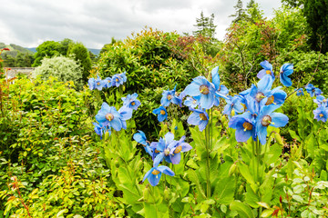 Obraz premium Meconopsis, Lingholm, blue poppies in the garden
