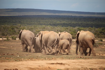 Elephants