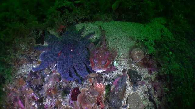 Interesting unique fish and starfish underwater in ocean of Alaska. Swimming in amazing world of beautiful wildlife. Inhabitants in search of food. Abyssal relax diving.