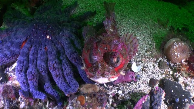 Interesting unique fish and starfish underwater in ocean of Alaska. Swimming in amazing world of beautiful wildlife. Inhabitants in search of food. Abyssal relax diving.