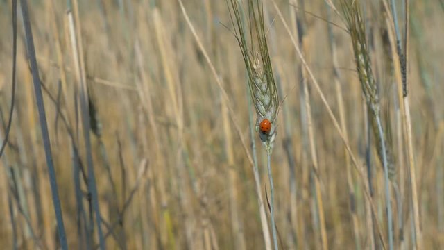 4K : The small lady bug in the wheat field with the wind