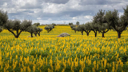 Olive Trees in a field of yellow Lupine flowers (Lupinus luteus) against cloudy sky in Alentejo,...