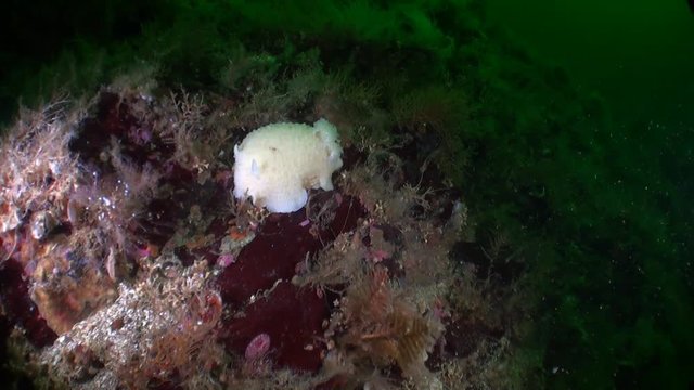 Bright white sea slug on background of landscape underwater in ocean of Alaska. Swimming in amazing world of beautiful wildlife. Inhabitants in search of food. Abyssal relax diving.