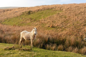 Welsh Pony on the Black Mountain, Carmarthenshire, Wales.