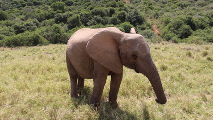 Fototapeta na wymiar little elephant