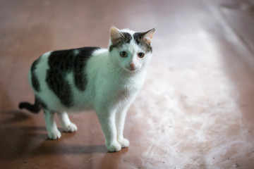 Homemade mongrel in an old rustic house