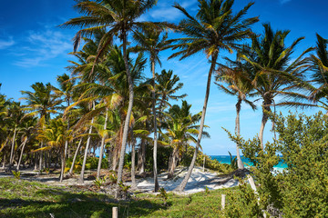 Fototapeta premium Untouched paradise under marvelous coconut trees / Tropical beach of Tulum in Mexico