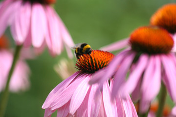 Echinacea flower with a bee on it 