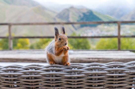 Portrait of a red squirrel holding a nut