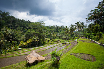 Obraz premium Rice field on the farm in the jungle prepared for landing