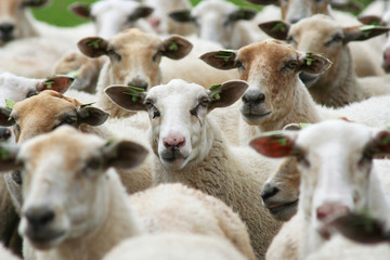 Sheep watching 