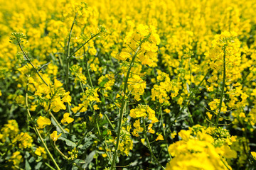 gros plan sur le colza en fleur