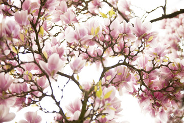 Blüten eines Magnolienbaumes
