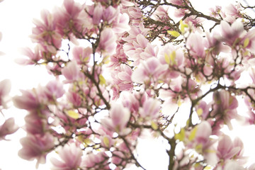 Blüten eines Magnolienbaumes