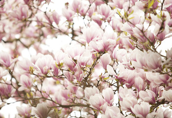 Blüten eines Magnolienbaumes