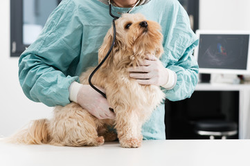 Vétérinaire et chien