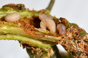 Larves de charançon du bourgeon terminal sur colza