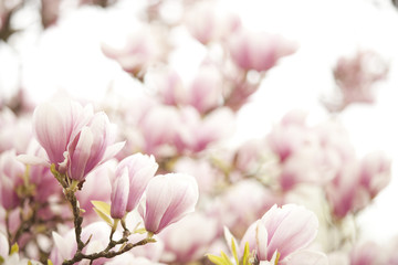 Obraz premium Blüten eines Magnolienbaumes
