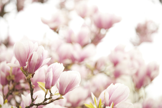 Blüten eines Magnolienbaumes © Meike Netzbandt