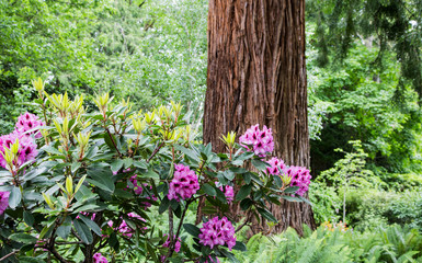 Rhododendron and Redwood Tree