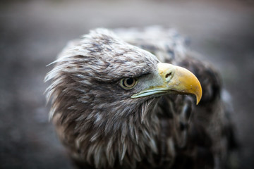 Eagle Close Up Portrait