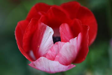 Nature: Ranunculus