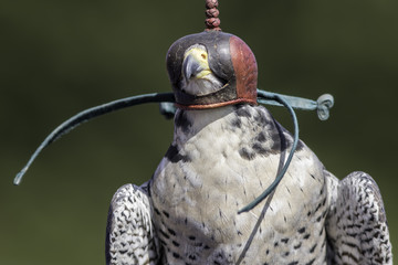 Leather falconry hood on a male peregrine falcon