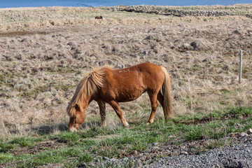 Fototapeta premium Pferd am Húnafjörður