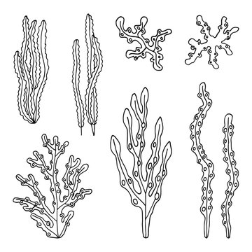 Seaweed kelp. Laminaria vector illustration