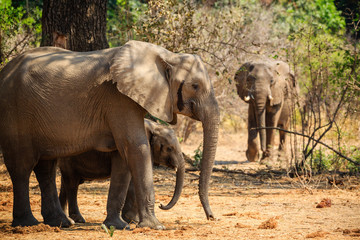 Fototapeta premium Elephants in NP Lower Zambezi - Zambia