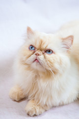 Persian cat a light background