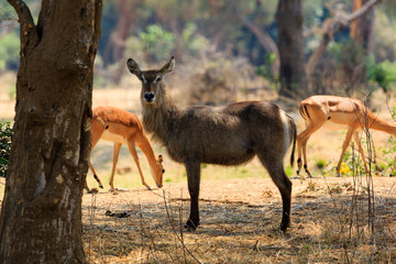 Naklejka na ściany i meble Antelope in NP Lower Zambezi - Zambia