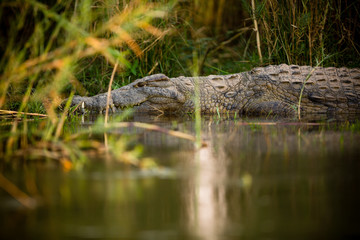 Crocodile in NP Lower Zambezi - Zambia