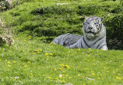 Le repos du tigre blanc