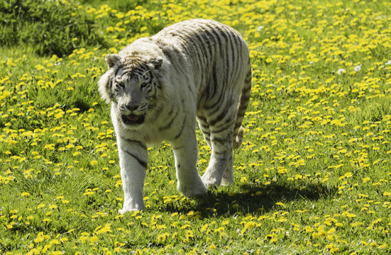 Tigre blanc