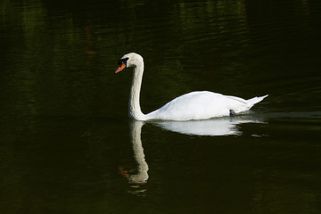 Single swan