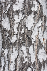 birch background