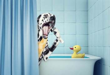 cute dalmatian in the bath - obrazy, fototapety, plakaty