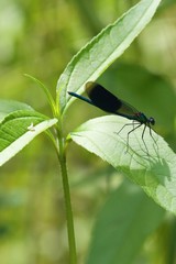 Dragonfly with prey	